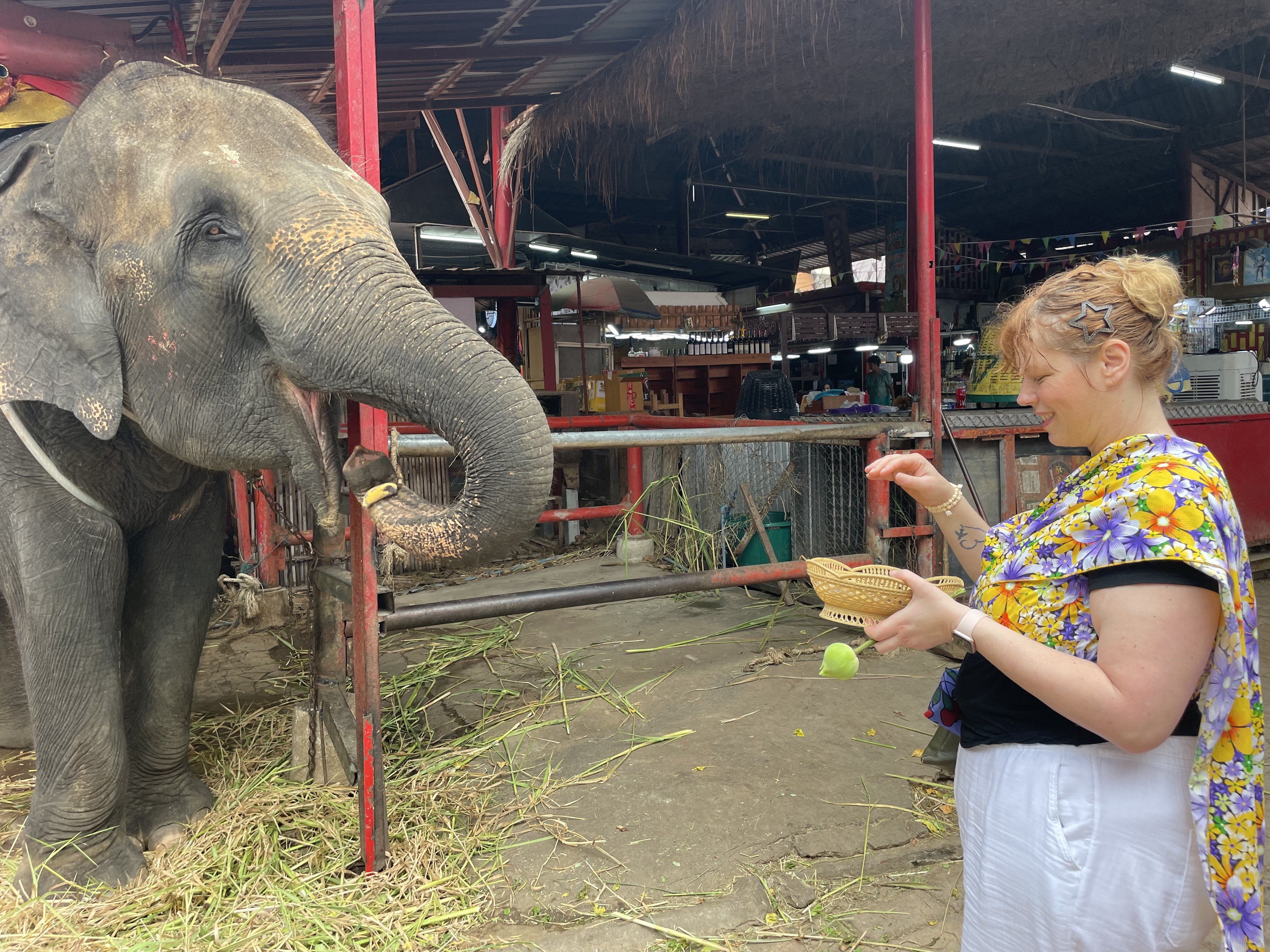 Mari feeding an elephant from a small basket